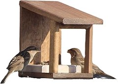 Consejos para Atraer Aves Específicas Usando Comederos