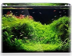Instalación de un acuario panorámico: Paso a paso y recomendaciones