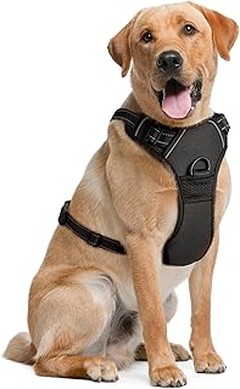 Guía para usar correctamente un arnés para perros grandes