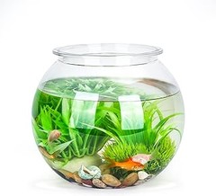 ¿Cuántos peces pueden vivir en una pecera de plástico de tamaño específico?