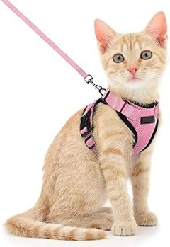 ¿Dónde comprar arneses para gatos? Encuentra las mejores opciones
