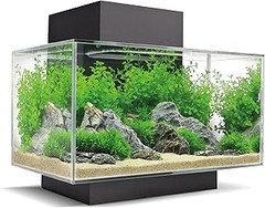 Las Mejores Especies de Peces para Acuarios Grandes