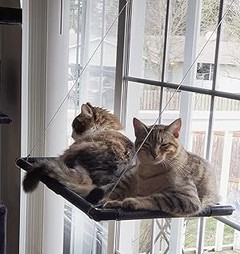 Las mejores hamacas para gatos de 2023: compara y elige la ideal