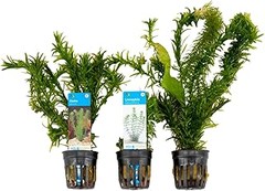 Acuarios plantados