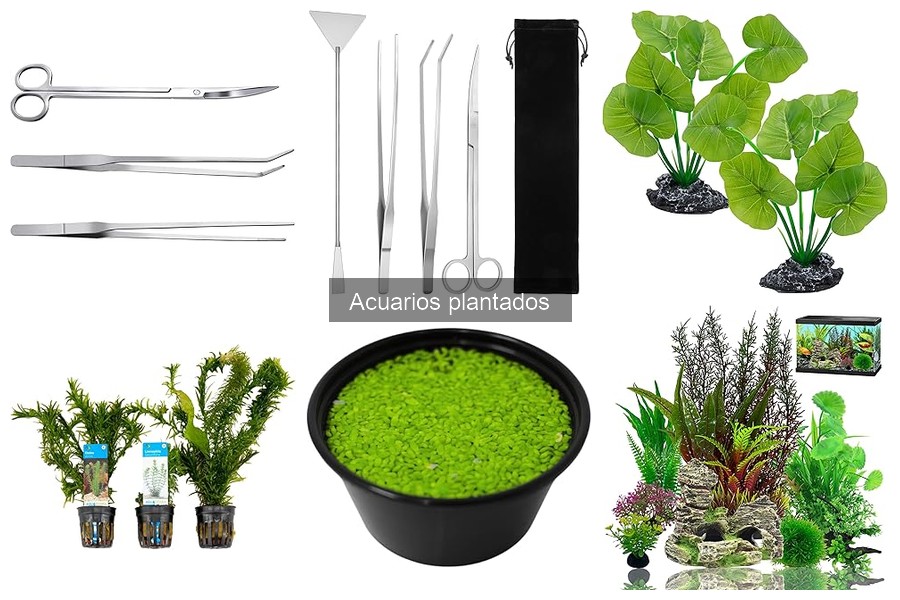 Accesorios Imprescindibles para Acuarios Plantados