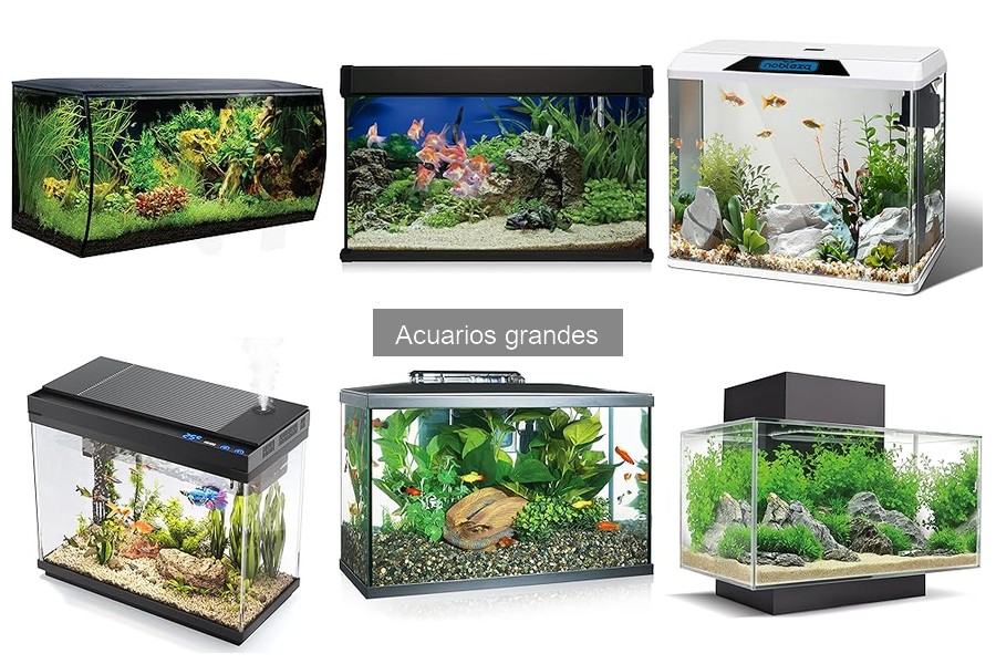 Accesorios Indispensables para Acuarios Grandes: Guía 2023