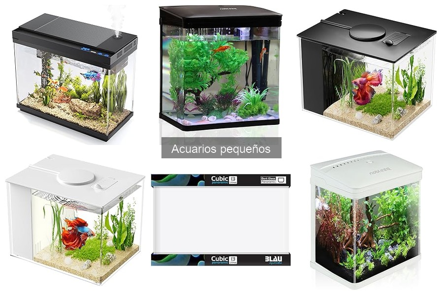 ¿Acuario pequeño de vidrio o acrílico? Ventajas y desventajas
