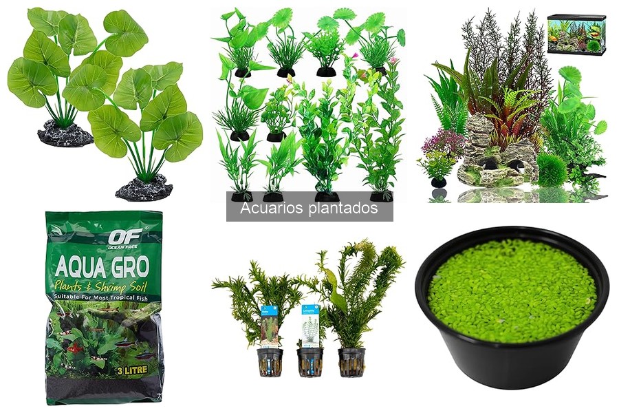 Alternativas a acuarios plantados: opciones fáciles y atractivas