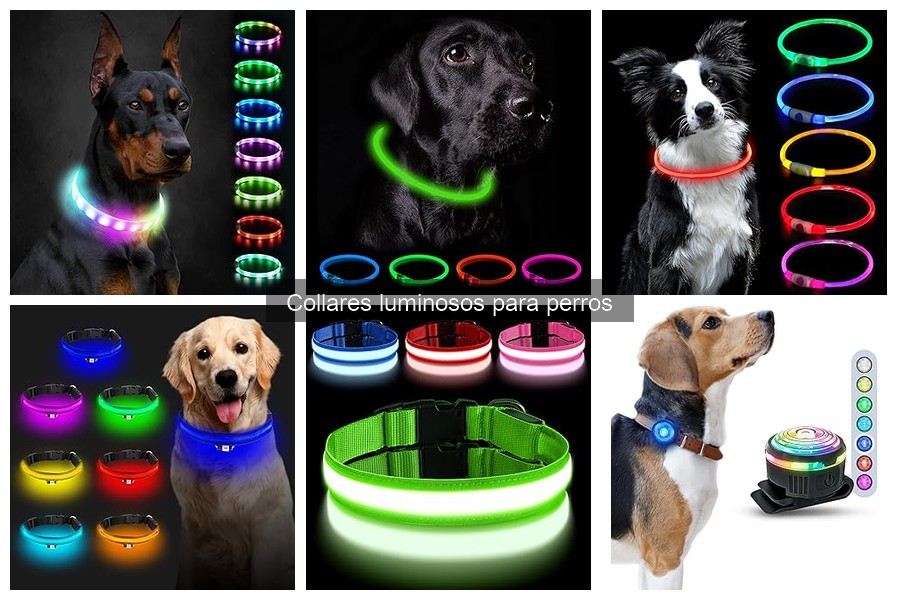 Alternativas a collares luminosos para perros: ¡Descubre opciones seguras!