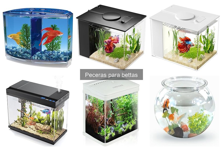 Alternativas a la pecera tradicional para bettas: opciones ideales