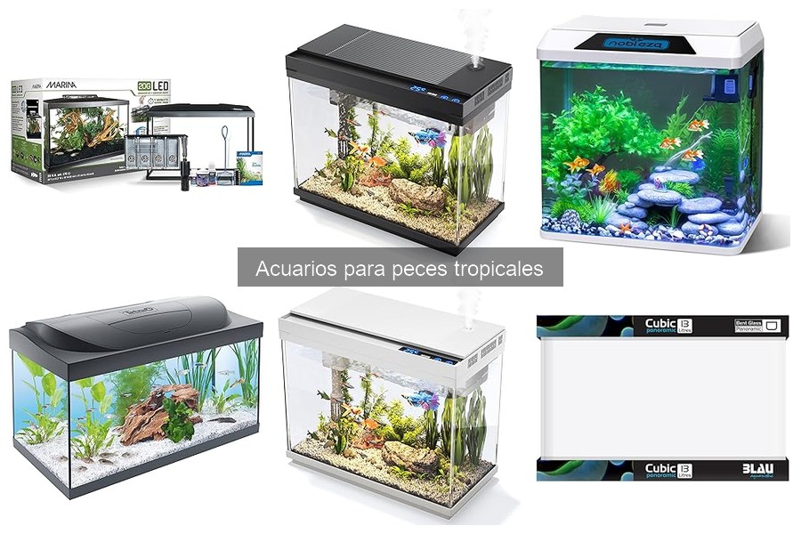 Beneficios de Tener un Acuario de Peces Tropicales