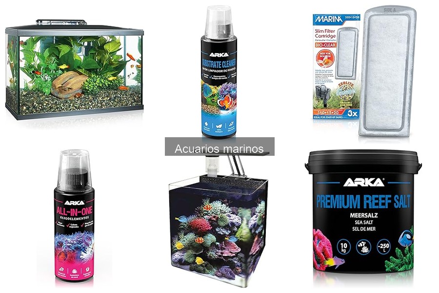 Beneficios de tener un acuario marino en casa