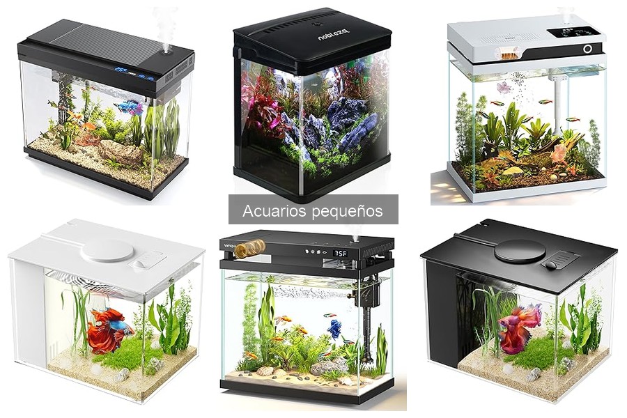 Beneficios de Tener un Acuario Pequeño en Casa