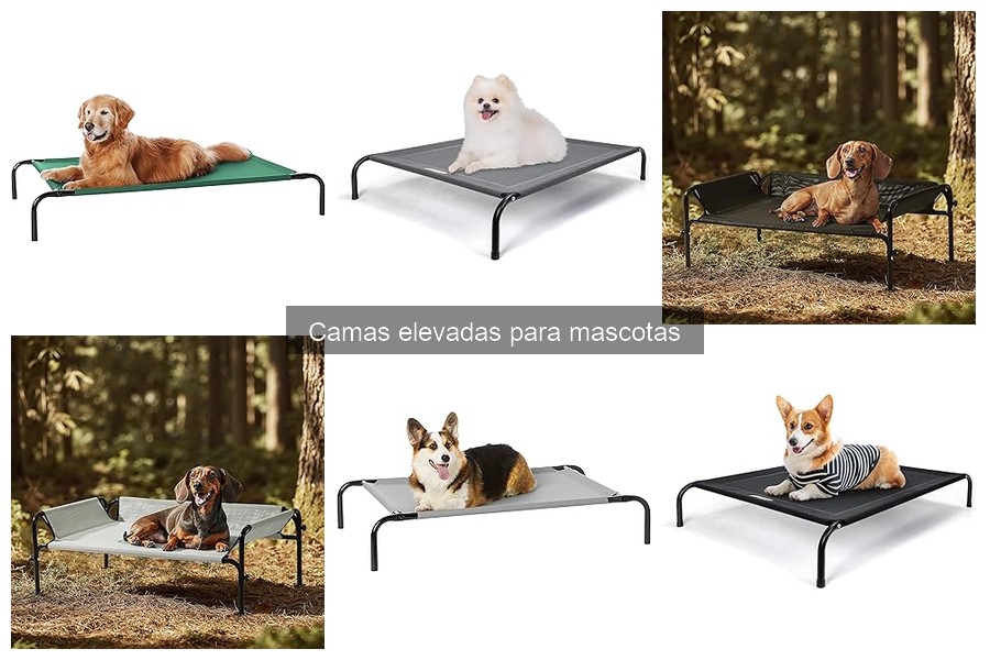 Beneficios de usar camas elevadas para perros | Comodidad y salud