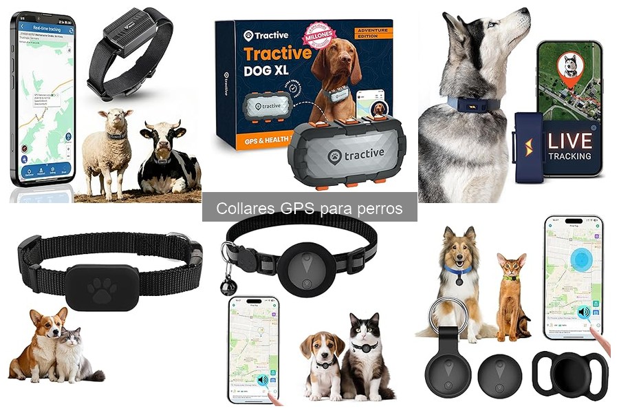 Collares GPS para perros: ¿Dónde comprarlos al mejor precio?