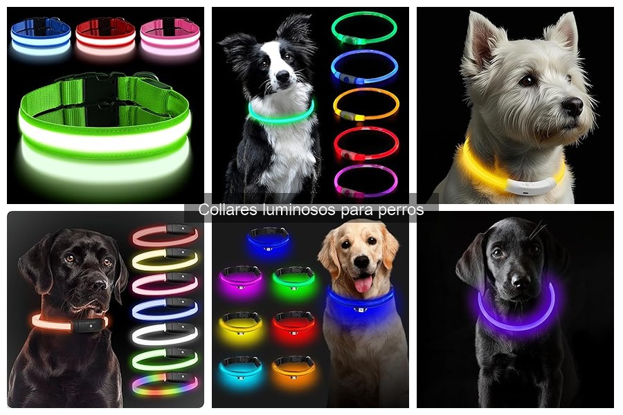 Collares luminosos para perros: ¿Son seguros para ellos?
