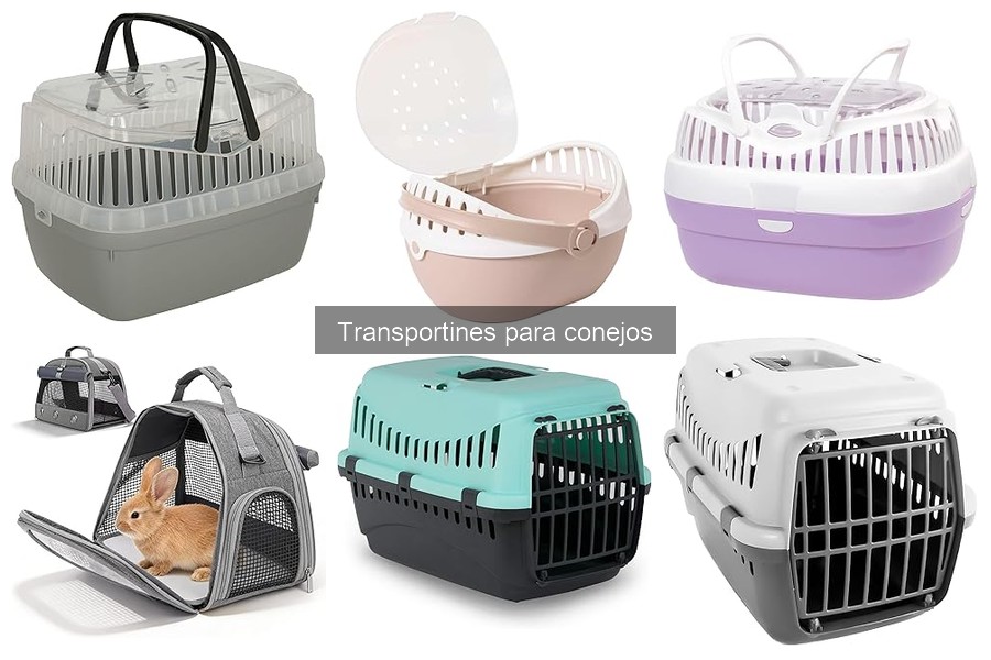 ** Cómo acostumbrar a tu conejo al transportín: Consejos útiles