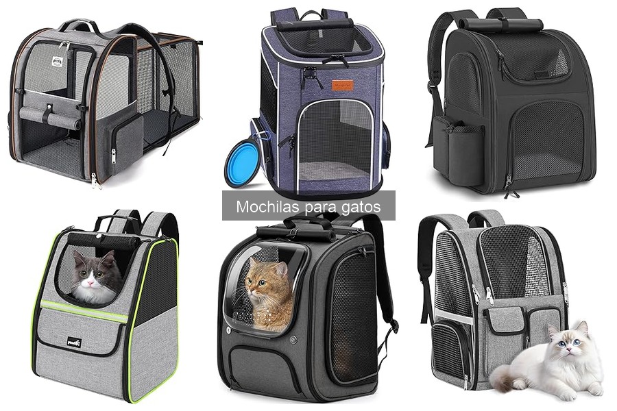 Cómo Acostumbrar a Tu Gato a la Mochila en Pocos Pasos