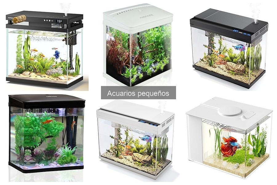 Cómo configurar un acuario pequeño fácilmente