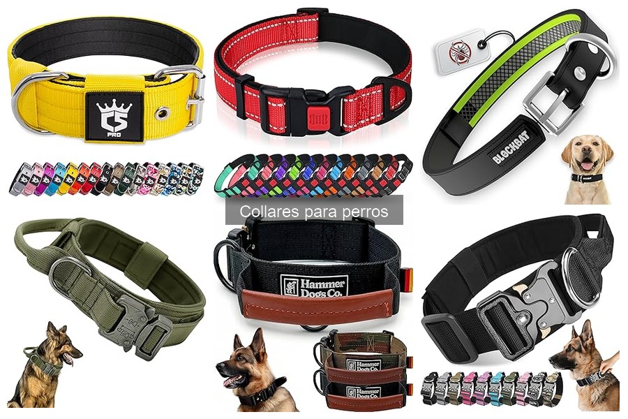 Cómo Elegir el Collar Adecuado para Tu Perro