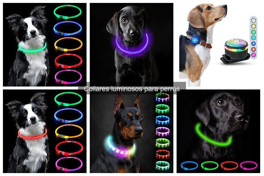 Cómo Elegir el Collar Luminoso Ideal para tu Perro