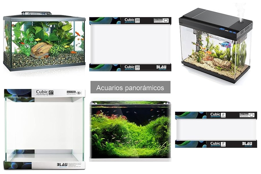 Cómo Elegir el Mejor Acuario Panorámico: Guía Completa