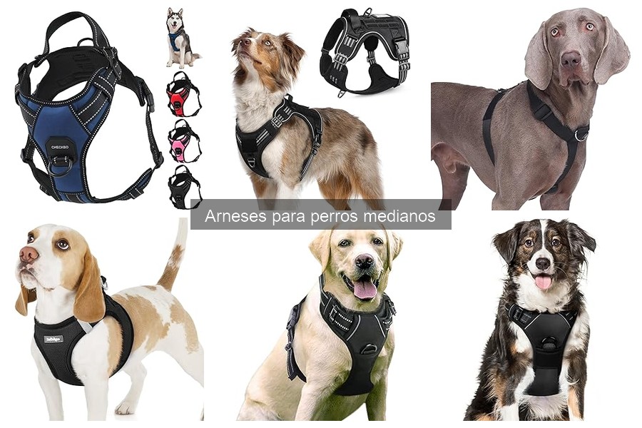 Cómo elegir el mejor arnés para perros medianos