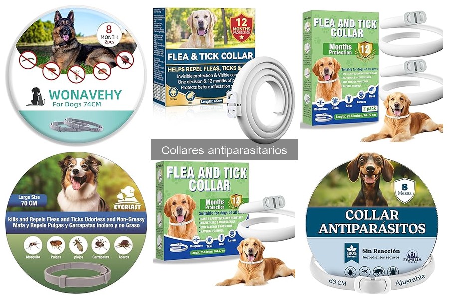 Cómo elegir el mejor collar antiparasitario para tu mascota