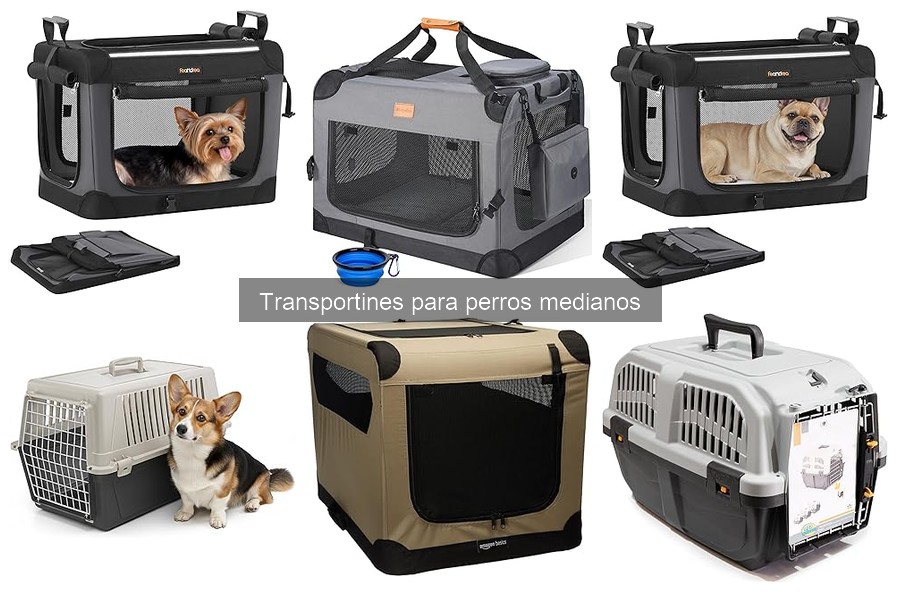 Cómo elegir el mejor transportín para perros medianos
