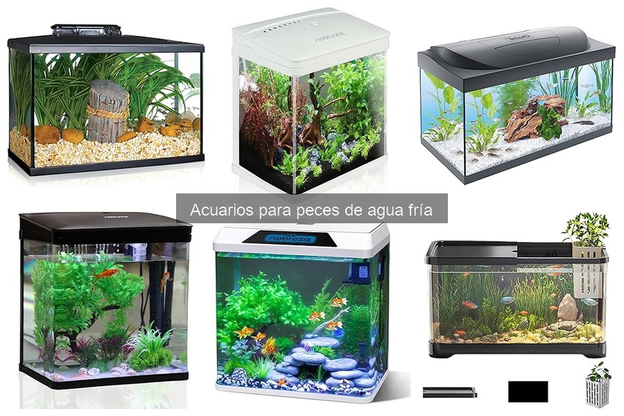 Cómo Elegir el Tamaño Ideal de Acuario para Peces de Agua Fría