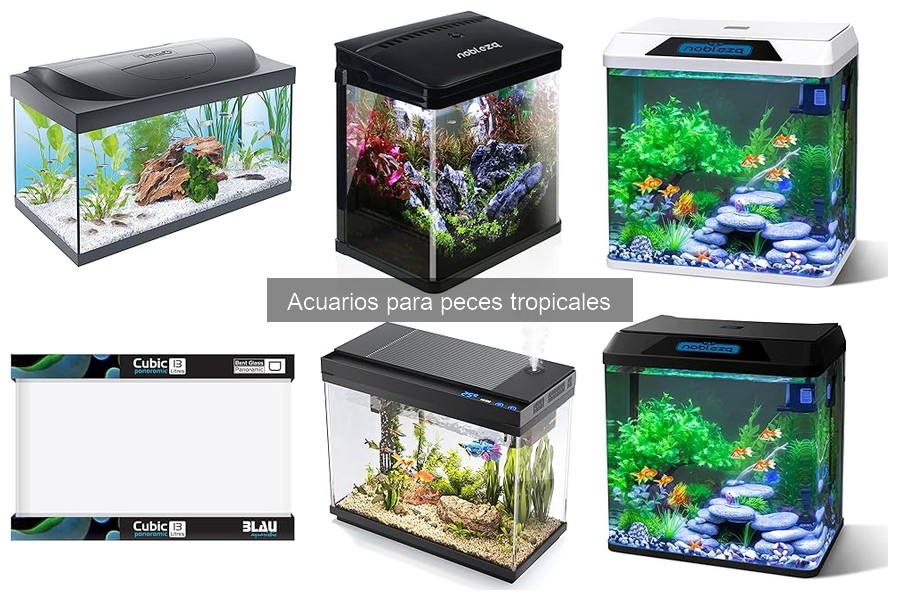 Cómo elegir el tamaño ideal de acuario para peces tropicales