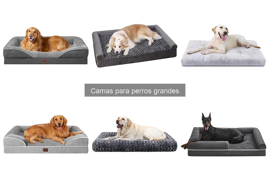 Cómo elegir la cama ideal para perros grandes