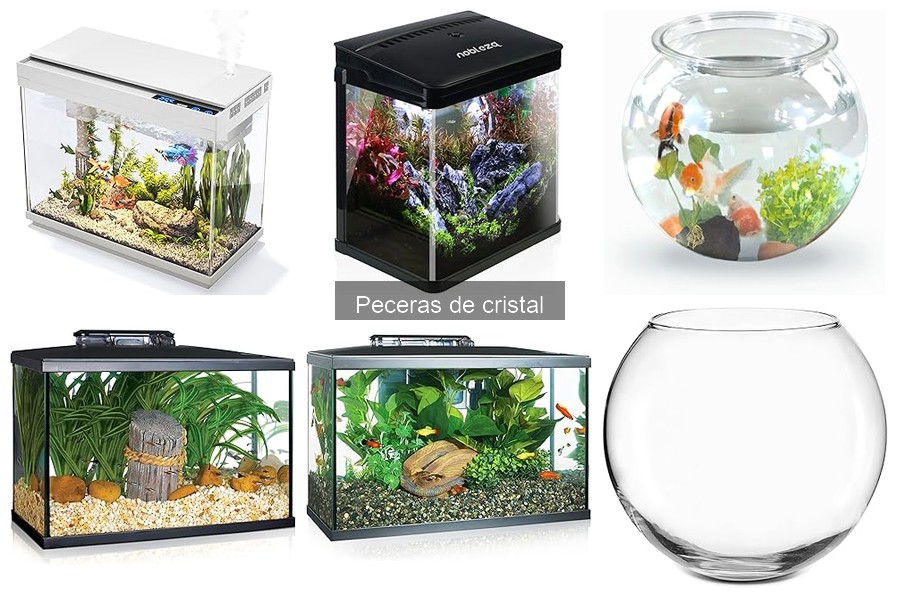 Cómo elegir la pecera de cristal perfecta: guía práctica