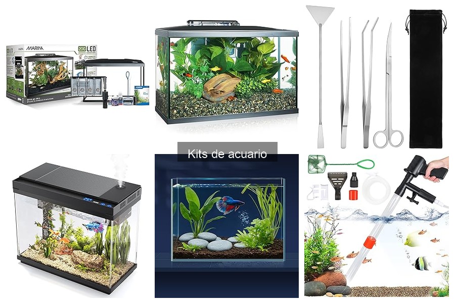 Cómo evitar algas en tu acuario: Consejos prácticos