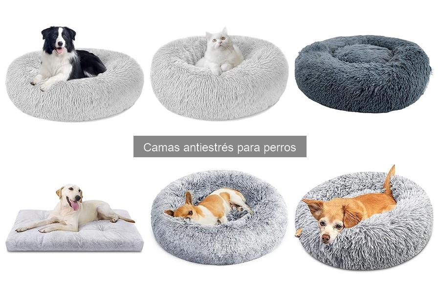Cómo hacer que tu perro acepte su cama antiestrés