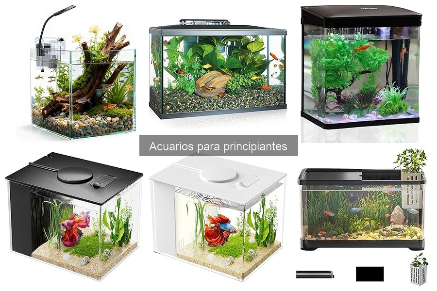 Cómo instalar un acuario en casa: Guía para principiantes
