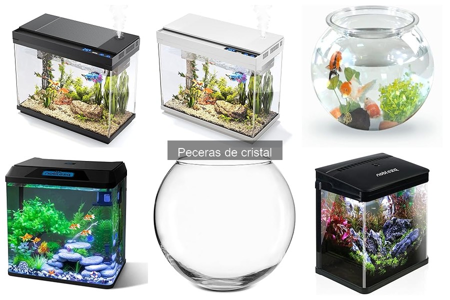 Cómo Instalar una Pecera de Cristal en Casa: Guía Paso a Paso