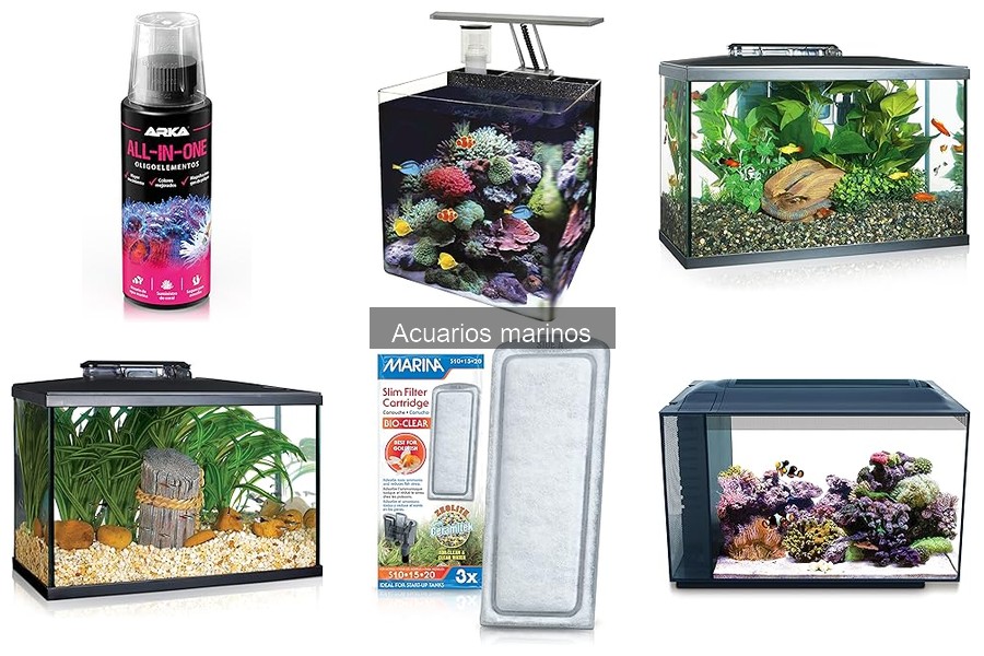 Cómo introducir nuevos peces en tu acuario marino