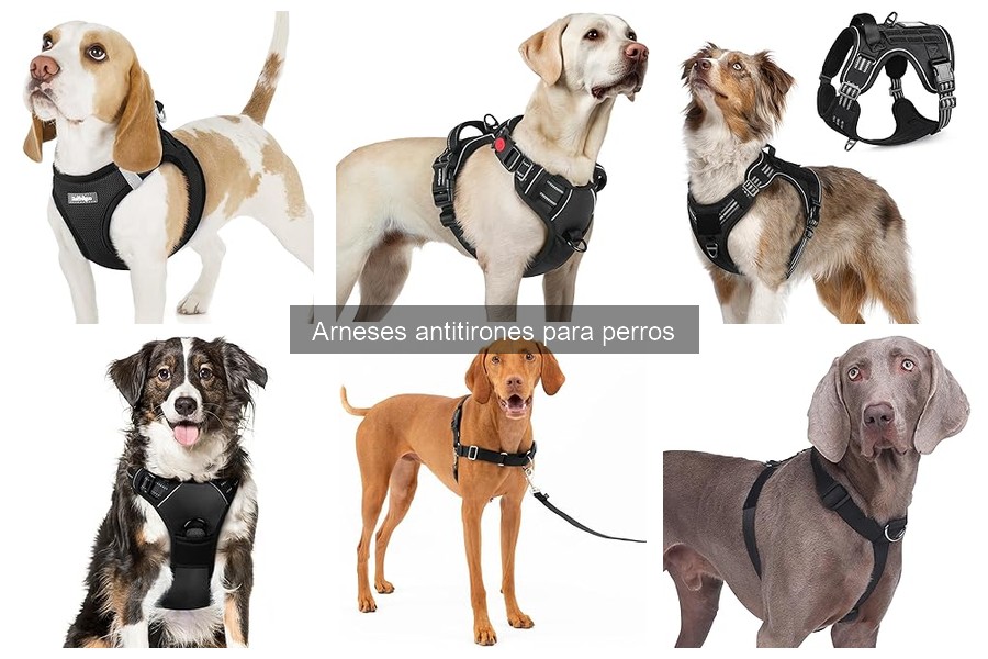 Cómo limpiar y mantener arneses antitirones para perros