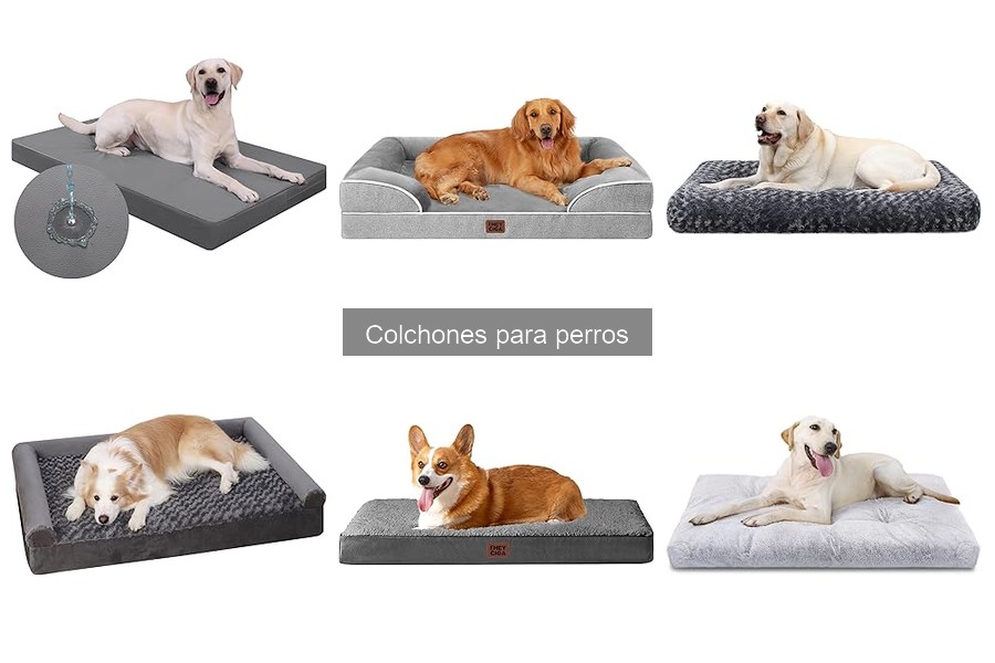 Cómo limpiar y mantener el colchón de tu perro