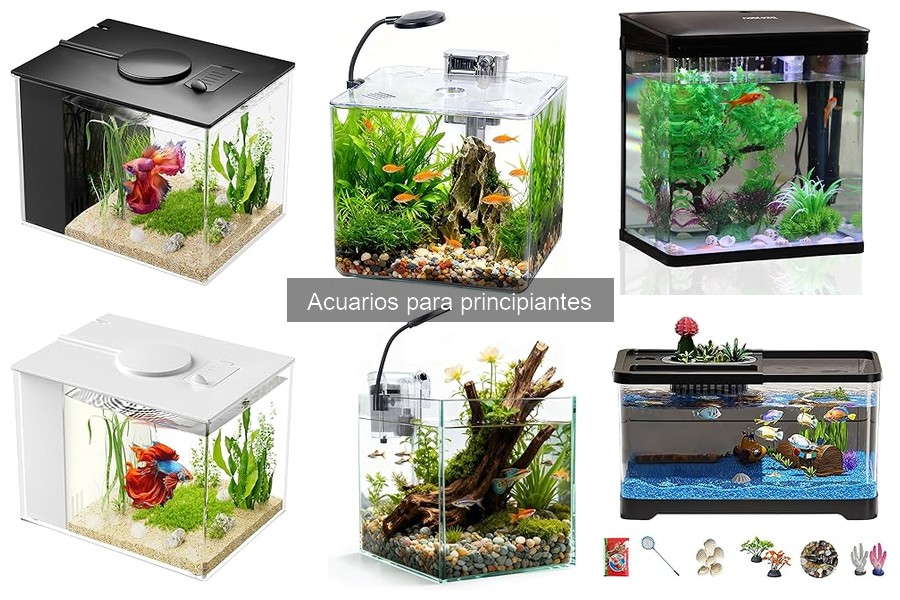 Cómo mantener un acuario en buen estado: Guía para principiantes