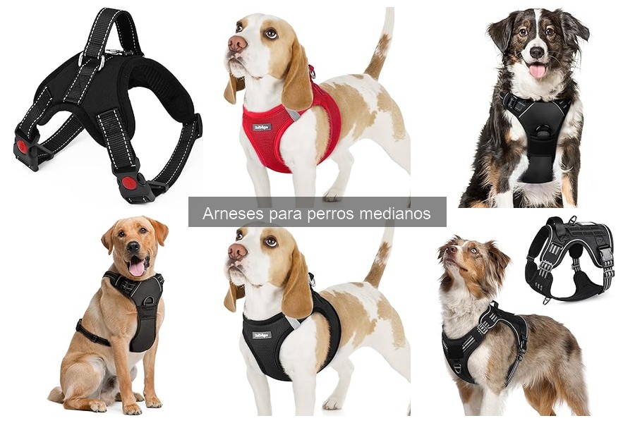 Cómo medir a tu perro mediano para un arnés cómodo