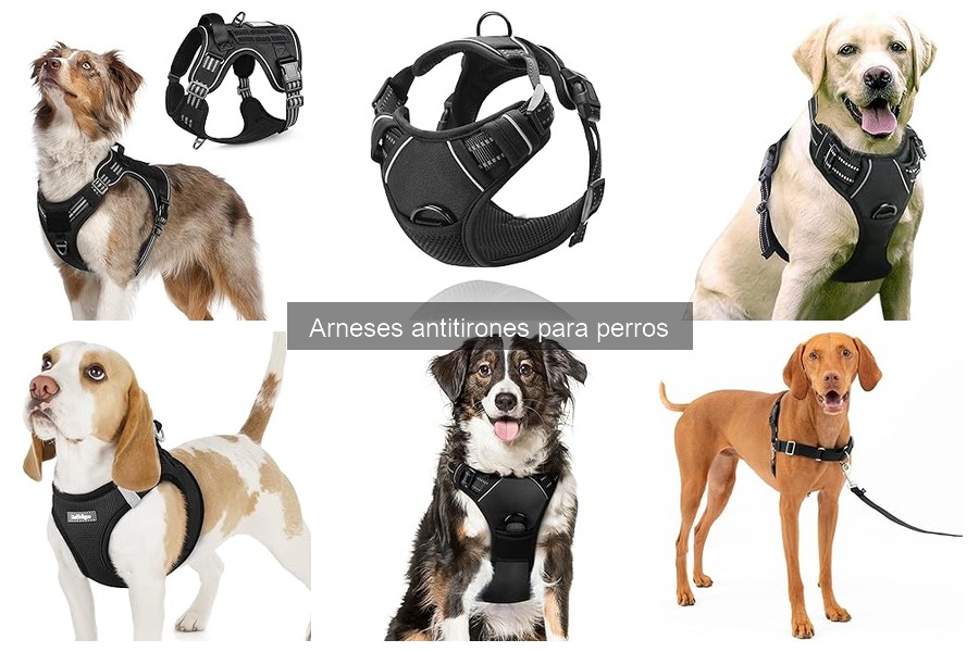 Cómo Poner un Arnés Antitirones a un Perro: Guía Práctica