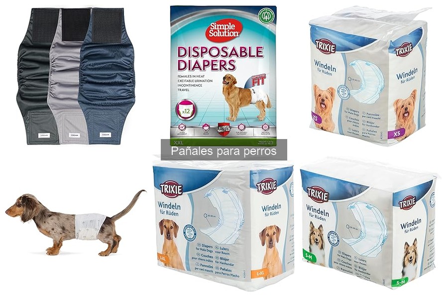 Cómo usar pañales para perros correctamente: Guía práctica