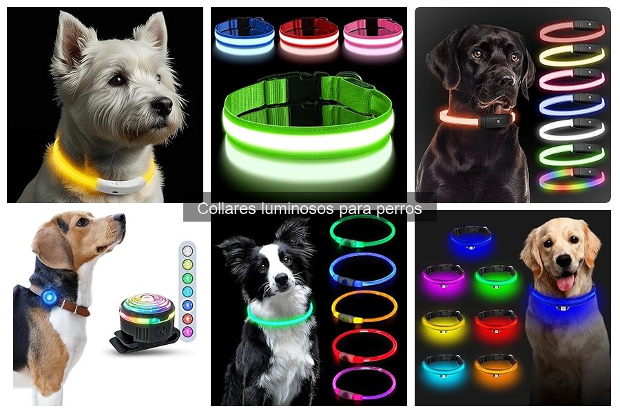 Cómo usar un collar luminoso para perros correctamente