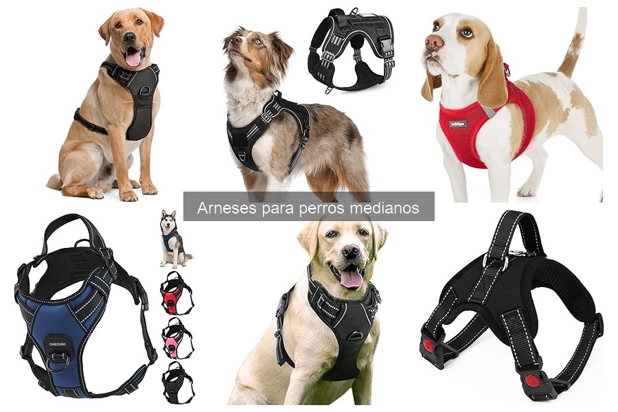 Comparativa: Arnés vs Collar para Perros Medianos