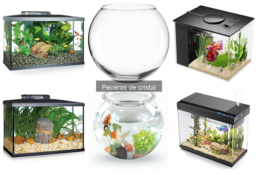 Comparativa: Peceras de cristal vs. acrílicas