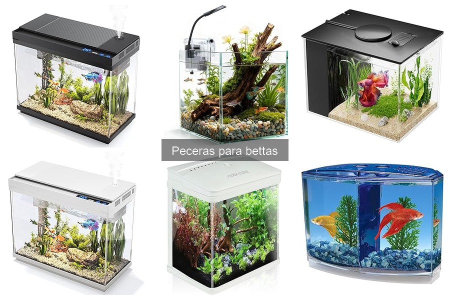 Comparativa: Peceras Grandes vs Pequeñas para Bettas