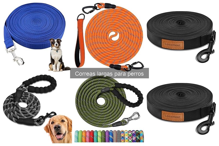 Consejos para entrenar a tu perro con correa larga eficazmente