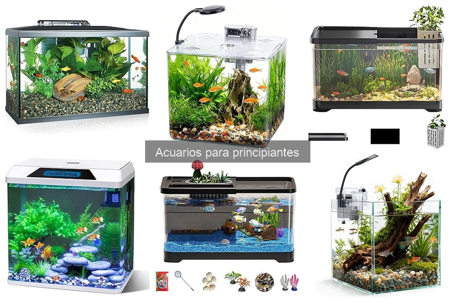 Costos de Tener un Acuario: Todo lo que Debes Saber
